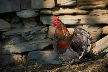 Organic free range chickens