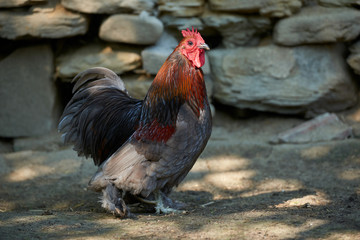 Organic free range chickens