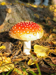 amanita