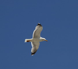 Gabbiano in volo