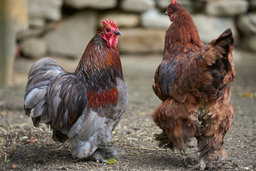 Organic free range chickens