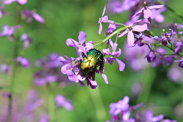 Beetle resting on a flower
