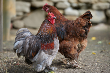 Organic free range chickens