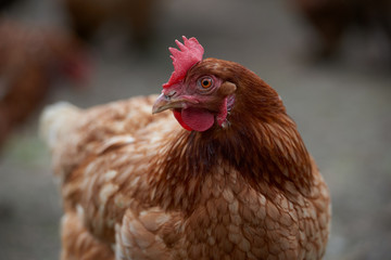 Organic free range chickens