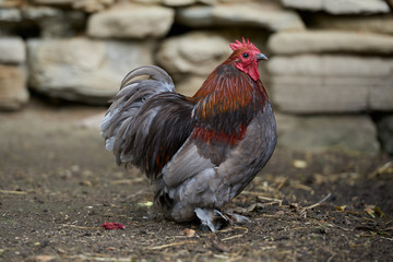 Organic free range chickens