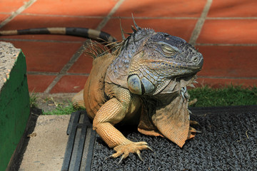 Green iguana, also known as Common Iguana or American Iguana, El Salvador, Central America
