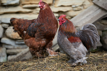Organic free range chickens