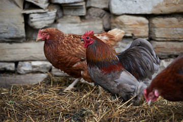 Organic free range chickens