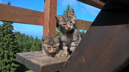 Kitten. Slovakia