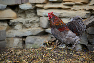 Organic free range chickens