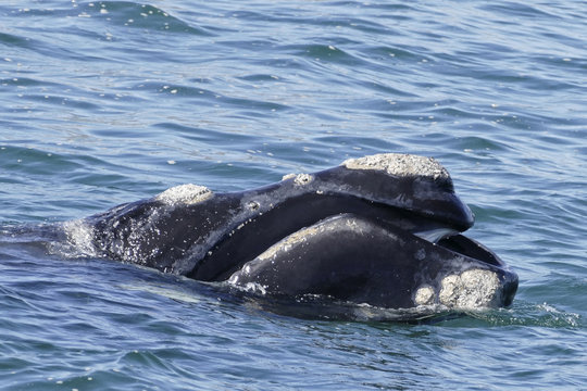 Walbaby beim whale watching
