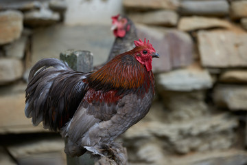 Organic free range chickens