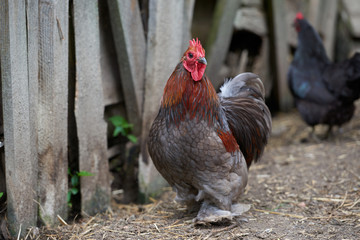 Organic free range chickens