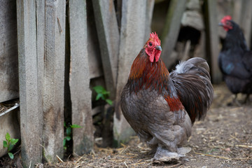 Organic free range chickens