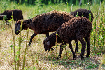 Fototapeta premium Sheep grazing in a field and eat grass.
