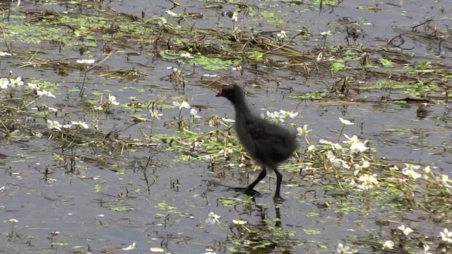 Petite poule d'eau.