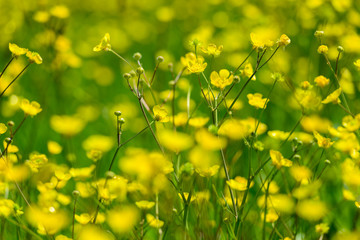 Amazing field with buttercup flowers, Armenia