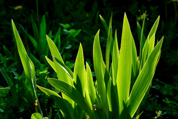 Beautiful leaves of iris Shine from the light of the sun