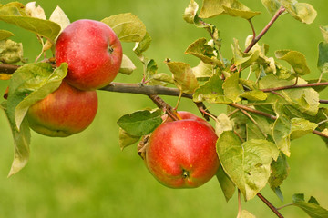Apples, fruit on a tree branch in an orchard