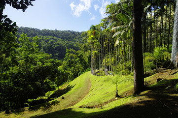France, Martinique, the tropical  garden of Balata, Lesser Antilles