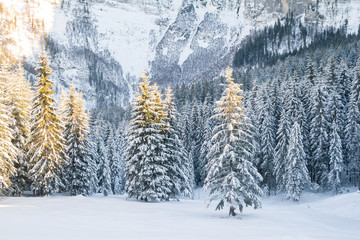 beautiful winter forest