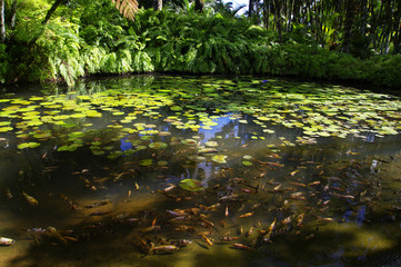 France, Martinique, the tropical  garden of Balata, Lesser Antilles