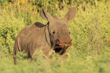 Baby Rhino. Young White Rhinoceros