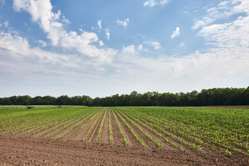 Fototapeta na wymiar Green field with young growing corn, copyspace