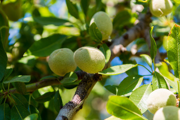 New harvest of almonds, almonds on the tree, almonds nut plantation, Sicily, Italy