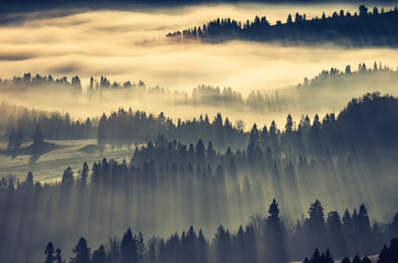 Obraz na płótnie Canvas Misty mountain forest landscape in the morning, Poland