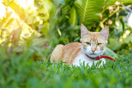 Cute white-red cat in a red collar watching for something on the garden of green grass