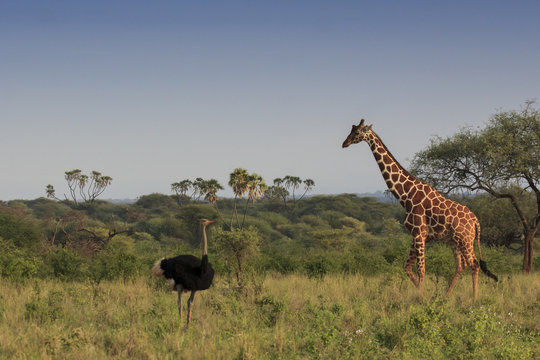 Giraffe and Ostriche