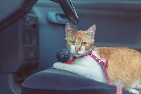 Cute white-red cat in a red collar watching for something in the car