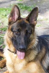 Portrait of a German shepherd