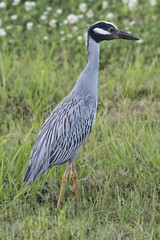 Yellow cowned night heron, Nyctanassa violacea