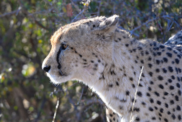 Gepard © Robert Styppa