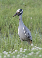 Yellow cowned night heron, Nyctanassa violacea