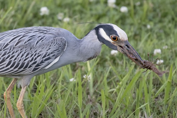 Yellow cowned night heron, Nyctanassa violacea, with crawfish