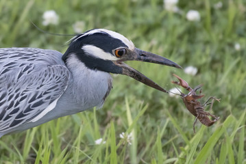 Yellow cowned night heron, Nyctanassa violacea with crawfish