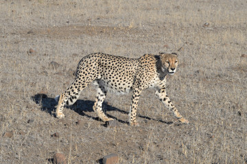 Gepard © Robert Styppa