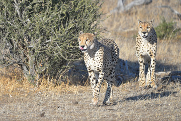 Gepard © Robert Styppa