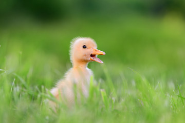 Little duckling on green grass
