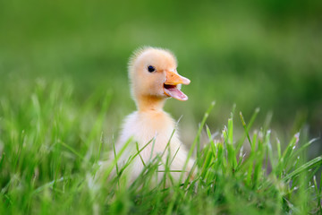 Little duckling on green grass