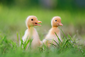 Two little duckling on green grass