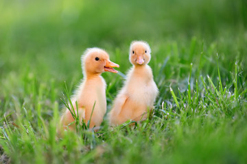Two little duckling on green grass