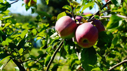 Polen Schrebergarten 