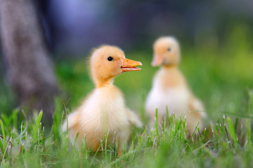 Two little duckling on green grass