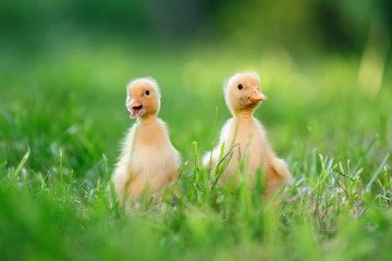 Two little duckling on green grass