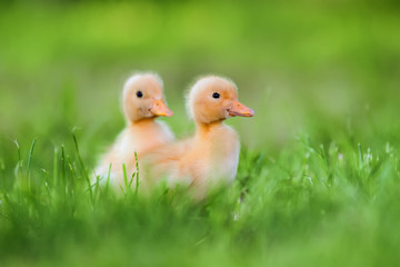 Two little duckling on green grass