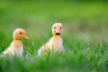 Two little duckling on green grass